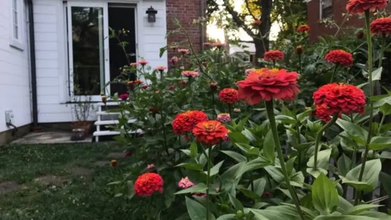 🌿 Bloomify Journal