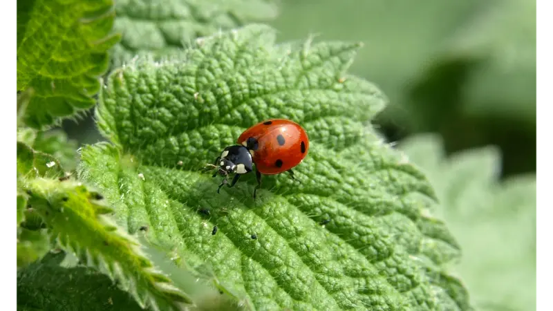 how to fix bug on evebiohaztech